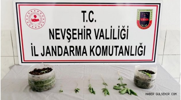 Gülşehir Jandarmasından Uyuşturucu Operasyonu