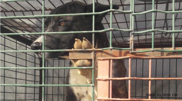 Gülşehir'de Beslemesi Yasak Olan Köpeklerin Sahiplerine Jandarmadan Uyarı!