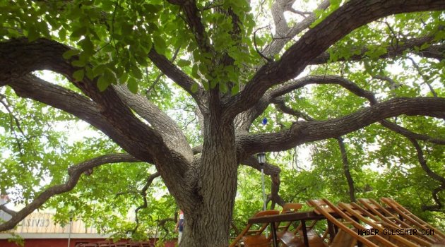 Nevşehir İlinin “Doğal Miras” Anıt Ağaçları ile İlgili NEVÜ-BAP Projesi Başarıyla Tamamlandı