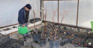 Nevşehir Belediyesi Sera Bitkileri Yetiştiriyor