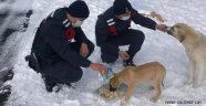 Gülşehir Jandarması Sokak Hayvanlarını Yalnız Bırakmadı.