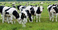 Anaç Sığır Destekleme Başvuruları İçin Son Gün 31.12.2015