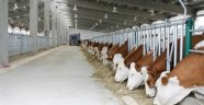 Nevşehir Hayvancılık Yatırımlarının Destekleneceği İller Arasına Alındı