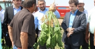           Nevşehirin tarımsal üretiminde önde gelen ürünlerden olan Şeker Pancarının Hasadı Başladı. 