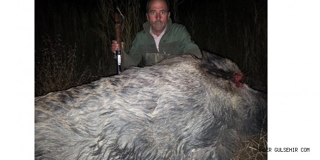 Gülşehir'deki En Büyük Av CAN'dan; Tam 350 kiloluk yaban domuzu..!
