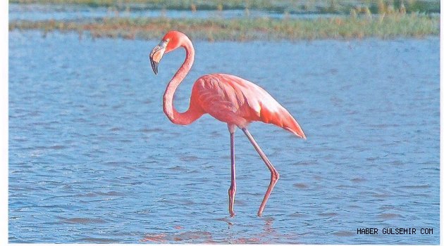 2 ŞUBAT DÜNYA SULAK ALANLAR GÜNÜ