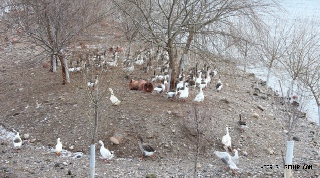 Avanos Belediyesi'nden Kazlara Kuluçka Öncesi Yeşil ve Kuru Yem Takviyesi