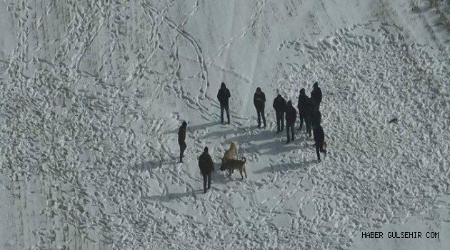 Avanos’ta Köpek Dövüşüne Jandarma Baskını: 10 Şahıs Hakkında İşlem Başlatıldı