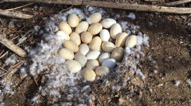 Avanos’un Kazları İçin Kuluçka Hazırlığı