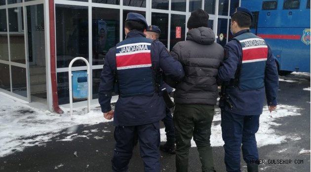 Başı Boş Köpekleri Zehirleyen Şahıs Yakalandı