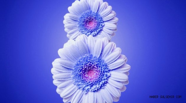 Kapadokya Üniversitesi; 8 Mart Dünya Kadınlar Günü Etkinliklerii Programı