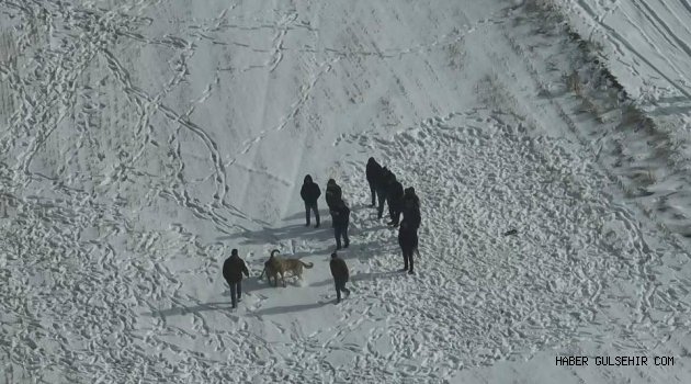 Avanos’ta Köpek Dövüşüne Jandarma Baskını: 10 Şahıs Hakkında İşlem Başlatıldı