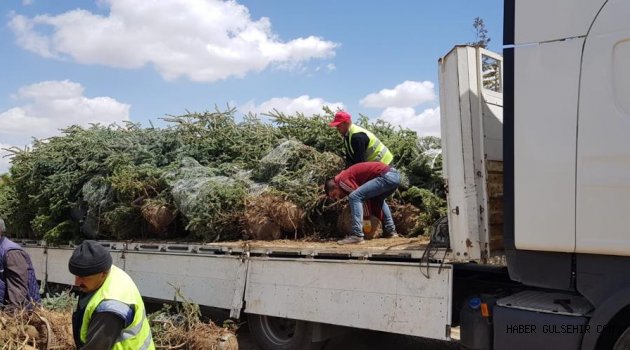 NEVŞEHİR’DEKİ 110 BİN KİŞİ İÇİN 110 BİN AĞAÇ DİKİLECEK