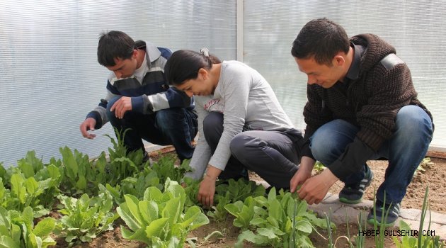 Özel İnsanlar, Sera Ürünleri Yetiştiriyor.