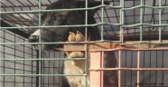 Gülşehir'de Beslemesi Yasak Olan Köpeklerin Sahiplerine Jandarmadan Uyarı!