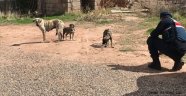 Gülşehir Jandarması Sahipsiz Hayvanlarıı Besleme Etkinliğine Katıldı.