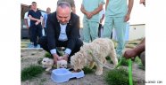 Vali Fidan, Sahipsiz Sokak Hayvanları Meselesini Nevşehir'imizin Gündeminden Çıkartıyoruz.