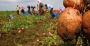 Patates Siğili Hastalığı Görülen Alanlara Ürün Destekleme Ödemesi Başladı