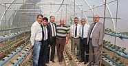 ALTERNATİF ÜRÜN ÇİLEK YETİŞTİRİCİLİĞİ ÇALIŞMALARI SÜRÜYOR