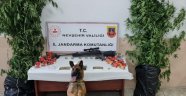 Gülşehir ve Acıgöl'de Uyuşturucu Operasyonu. 8 Gözaltı