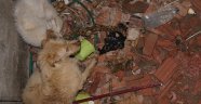 Havalandırma Boşluğuna Düşen 2 Köpek, İtfiaye Ekiplerince Kurtarıldı.