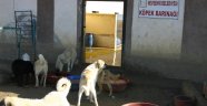 Nevşehir Belediyesi, Sokak Köpekleri ile İlgili Etkin Çalışma Yürütüyor.