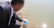 Nevşehir de Göletlere Yavru Sazan Bırakıldı