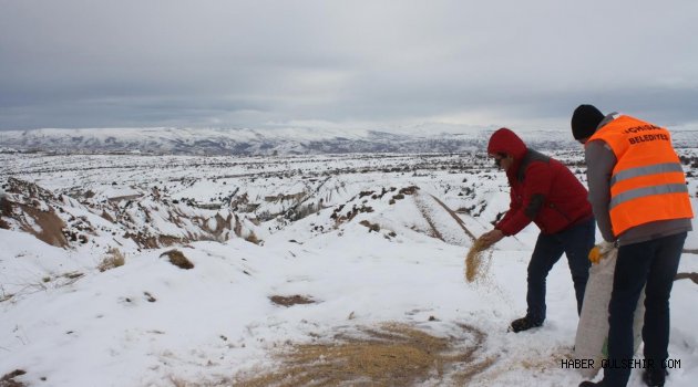 Uçhisar Belediyesi, kuşlar için doğaya yem bırakıyor.